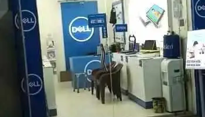 Dell Exclusive Store -    Narnaul Videos - Narnaul