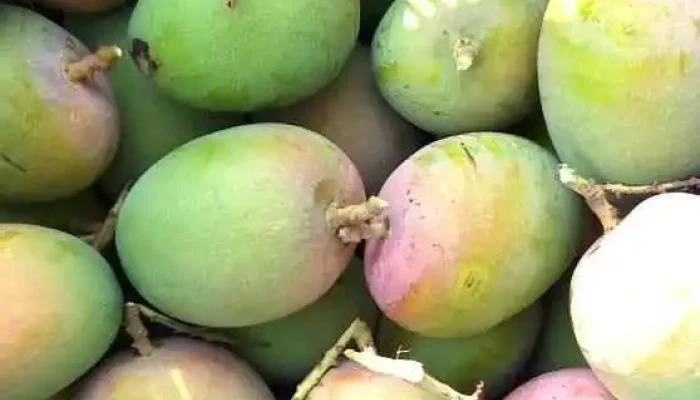 Lumbini Farms -  By Owner - Dapoli, Vanoshi Tarf Panchanadi