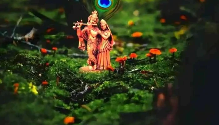 Shree Radhe Computer And Laptop Point -  All - Safidon