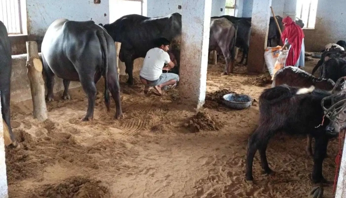 Tiwari Dairy Farm Mrtulsiram Tiwari All - Narnaul